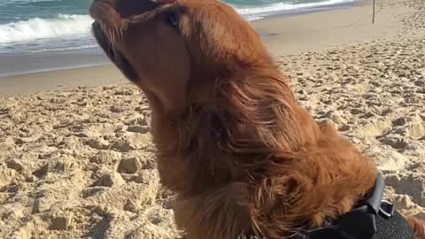 CAOPARTILHA COM QUEM PRECISA APRENDER ESSE TRUQUE