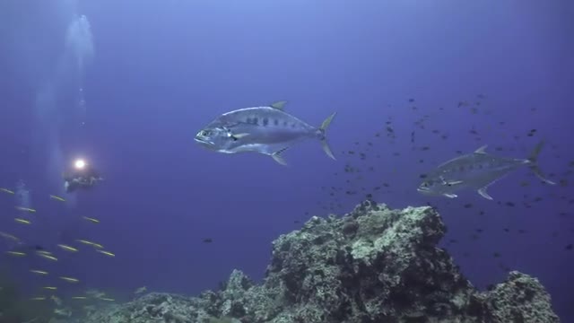 Awesome oscian life caught
