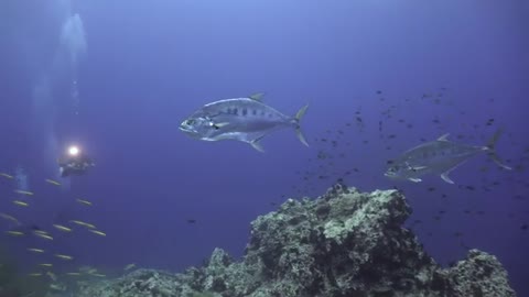 Awesome oscian life caught