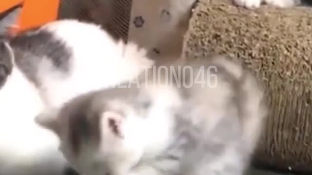 FUNNY ANIMALS AND CUTE BABY CAT VIDEOS COMPILATION
