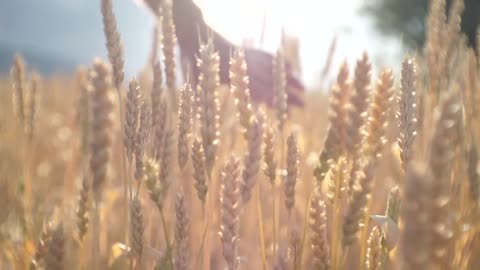 Hands In The Wheat Field_1