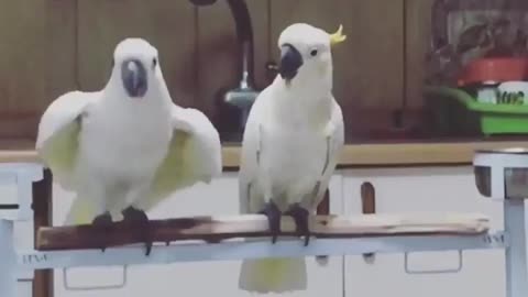 parrot dance رقص طوطی