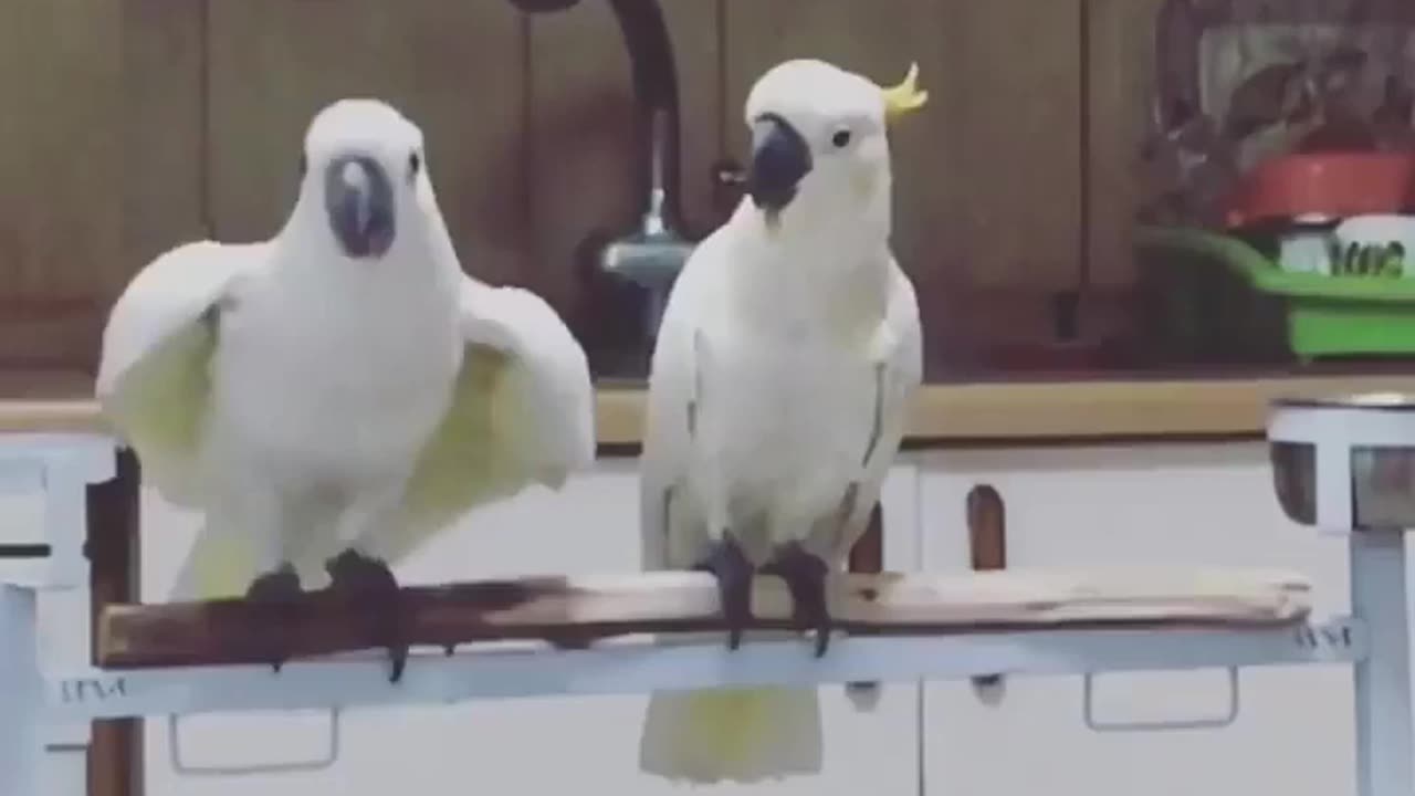 parrot dance رقص طوطی