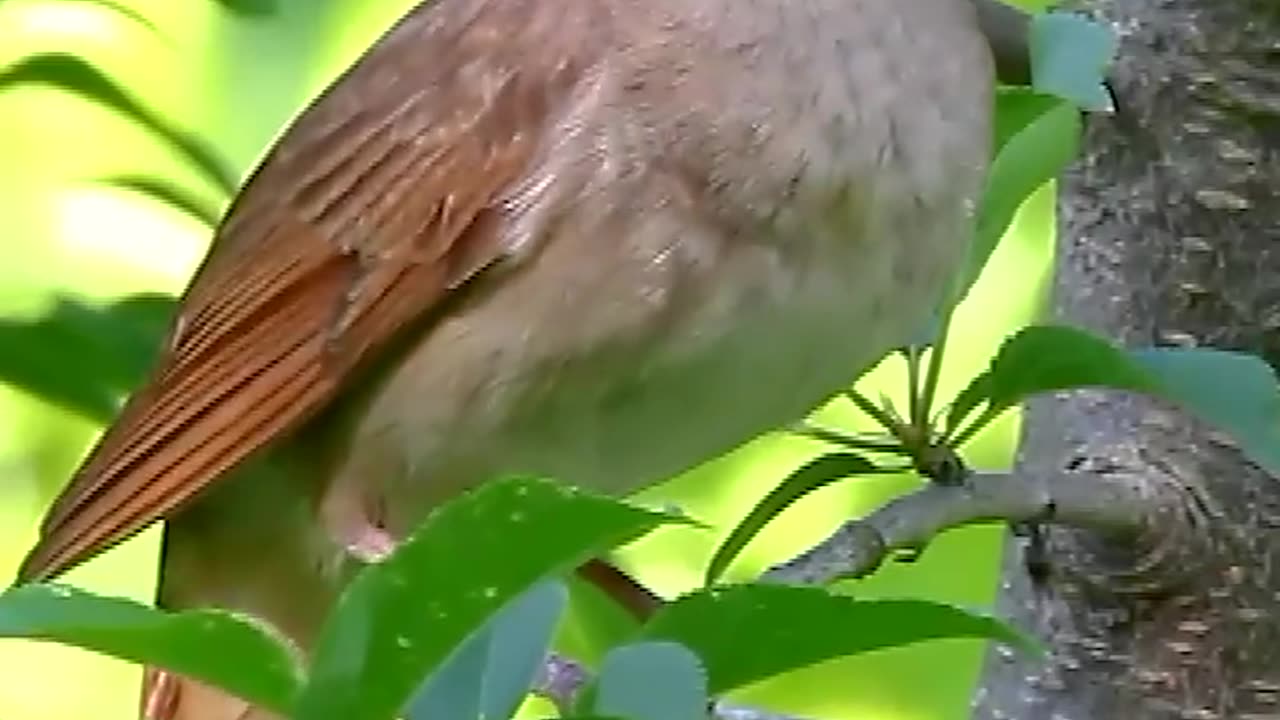 Nightingale chirping bird sounds (1)