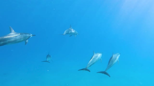 Dolphin fish swimming underwater in herd 10