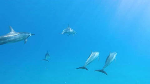 Dolphin fish swimming underwater in herd 10