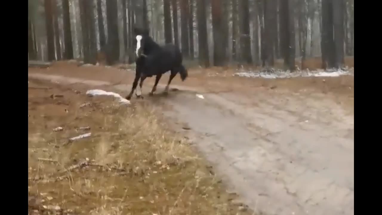 beautiful black horse 🐎