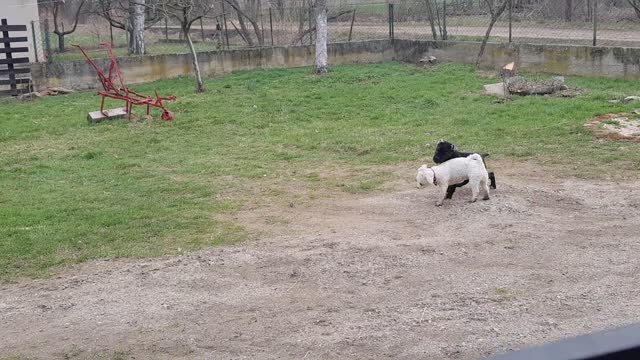 Cane Corso VS Bichon Frise - Funny gameplay