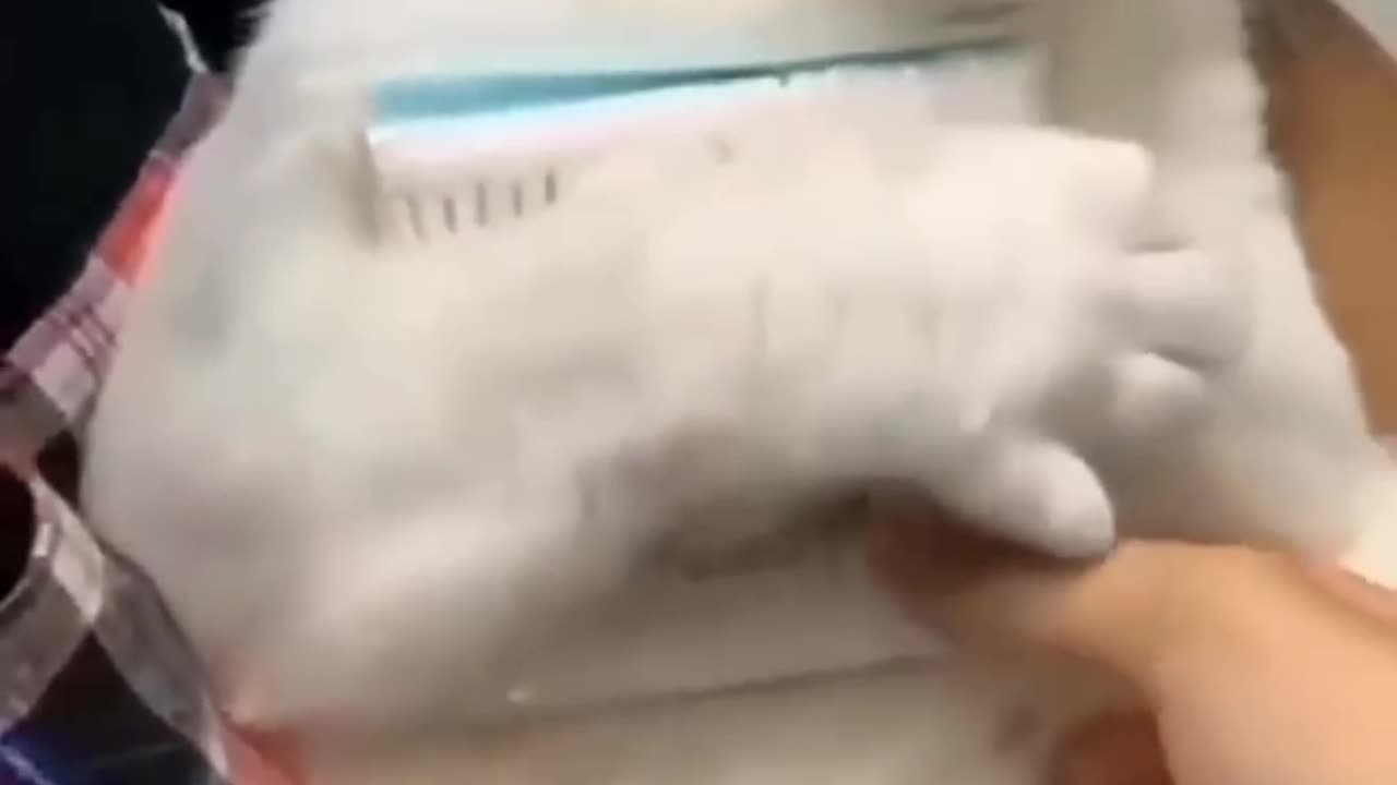 Pets