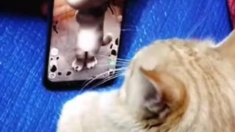 Cat funny moments 🤣 when seeing a ton cat game in mobile screen 👀