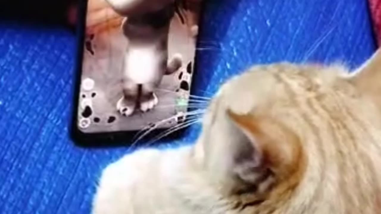 Cat funny moments 🤣 when seeing a ton cat game in mobile screen 👀