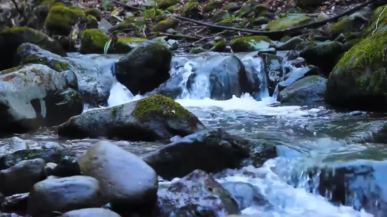 Trills of birds in the forest by the stream