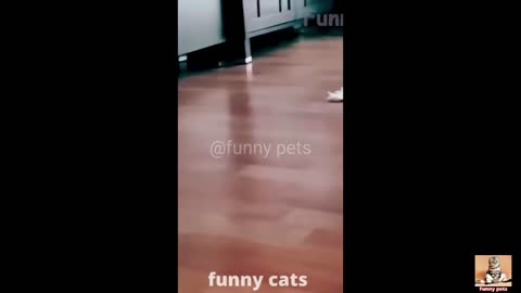 funny pets 2022 video cats and dogs funny videos 😂 cute cats and dogs part 2