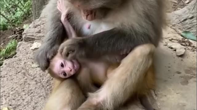 When monkey 🐒 goes funny