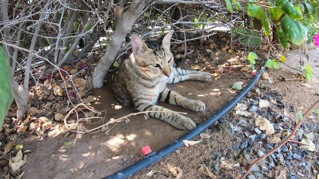 MICHAEL JACKSON - Homeless cat in Ras Al Khaimah, UAE #cat #cats #MichaelJackson #emirates #ae #UAE