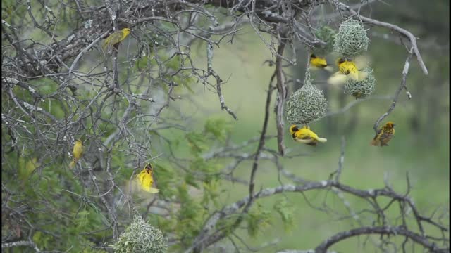 Birds marking Nest