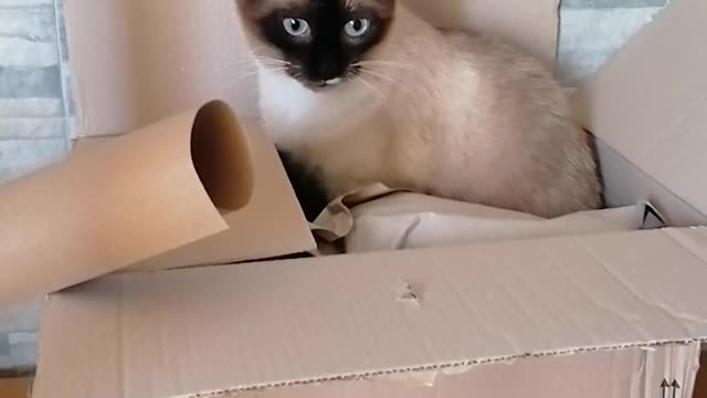 a cat in the box