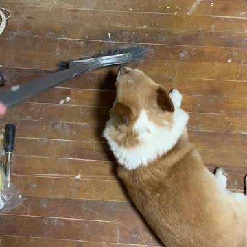 Dog Won't Sleep Until He Cuddles with Mom