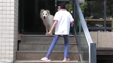 Pug Is Desperate For Little Girl To Play Ball With Him