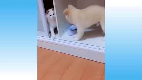 Prank with Funny Cat and Dog