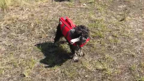 Puppy lake time