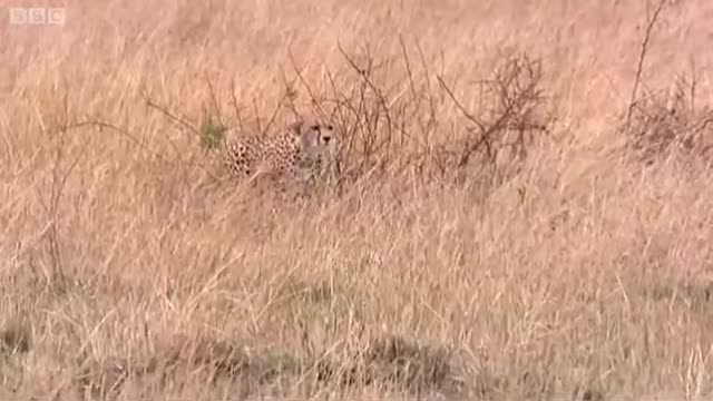 Cheetah Attacks Gazelle | Big Cat Diary | BBC