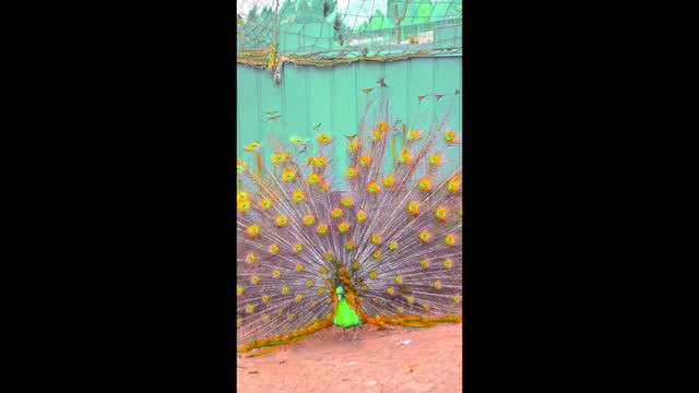 The Peacock Beauty