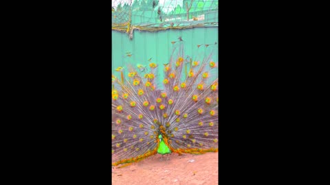 The Peacock Beauty