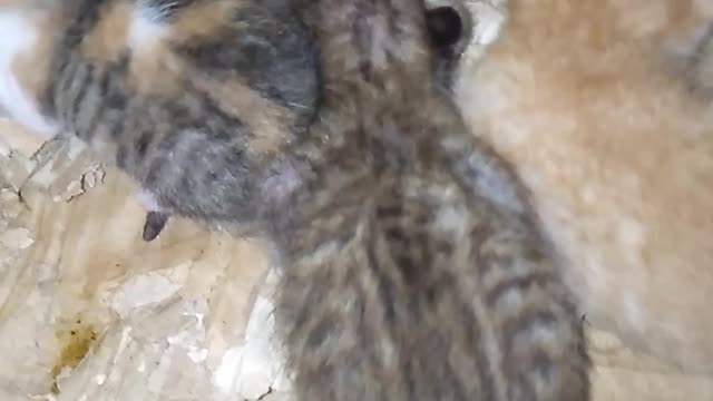 Newborn kitten - cutte Newborn kitten