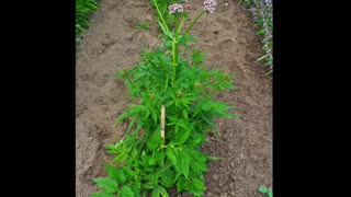 Valeriana ( Valeriana Officinalis ) serve para ansiedade e agitação