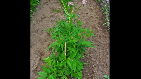 Valeriana ( Valeriana Officinalis ) serve para ansiedade e agitação