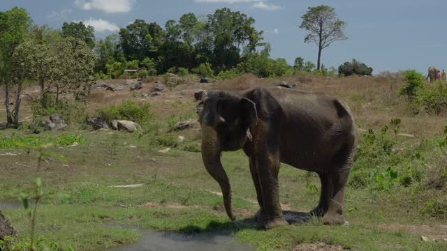 Elephant getting wet with its trunk