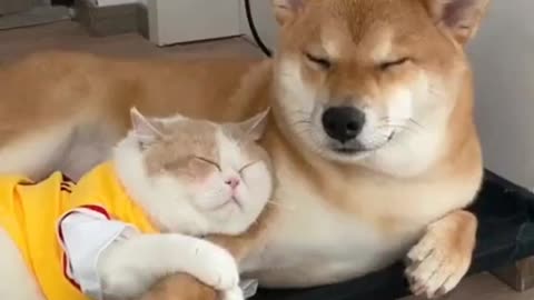 Cat and Dog Bestfriendship