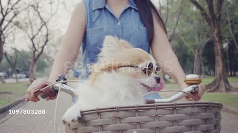 women riding bicycle with little dog in basket