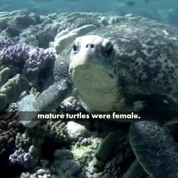 Turtle viral video