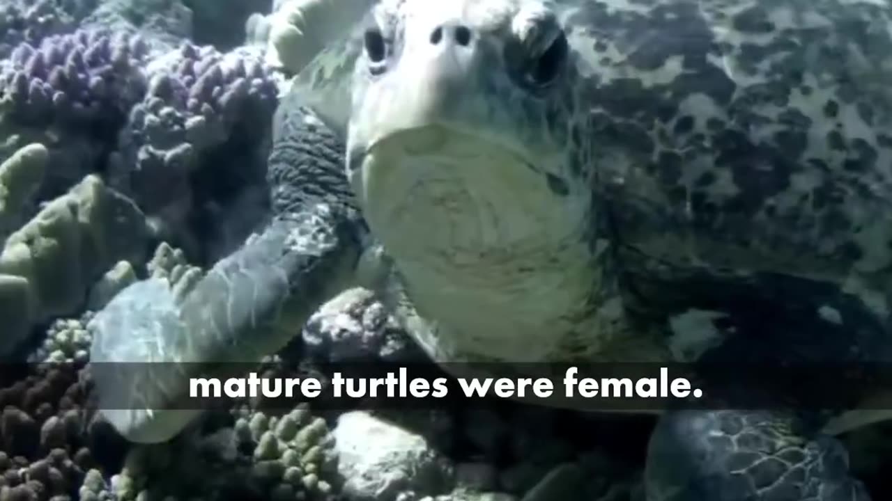 Turtle viral video