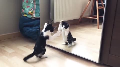 funny cat mirror action