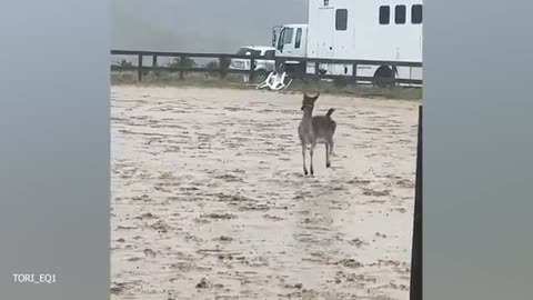 Funny DOGS videos 2024 Videos New Funniest Animal