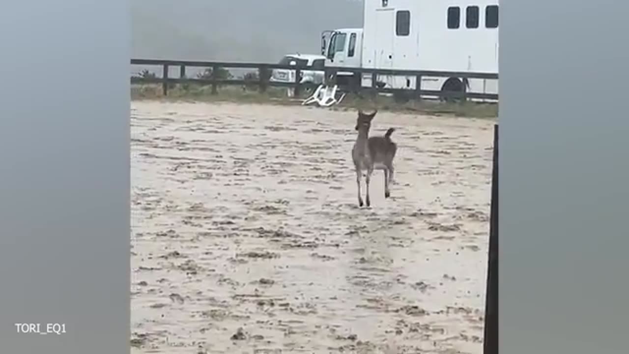 Funny DOGS videos 2024 Videos New Funniest Animal