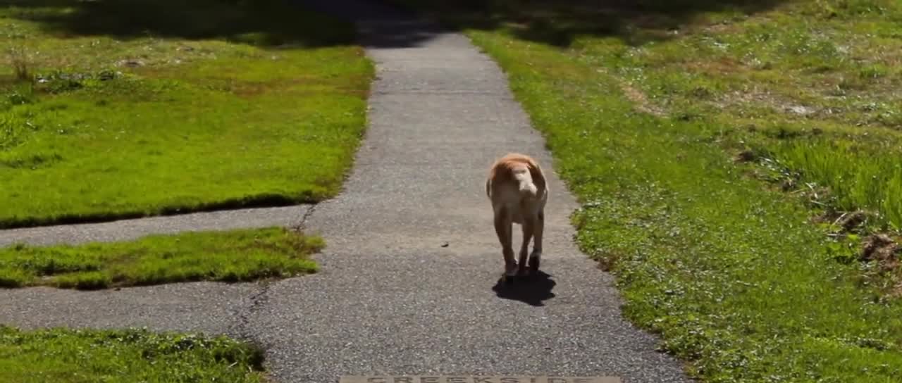 The Last Day | Saying Goodbye To My Family Dog