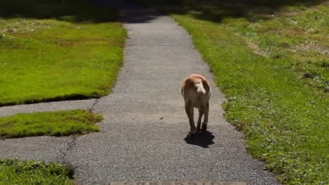 The Last Day | Saying Goodbye To My Family Dog