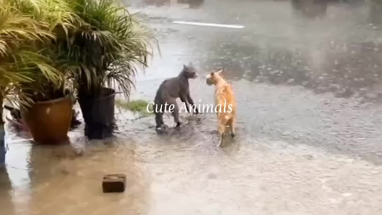 Funny animal