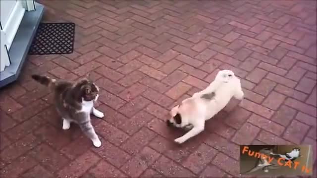 Cats and Dogs Meeting Each other For The First Time