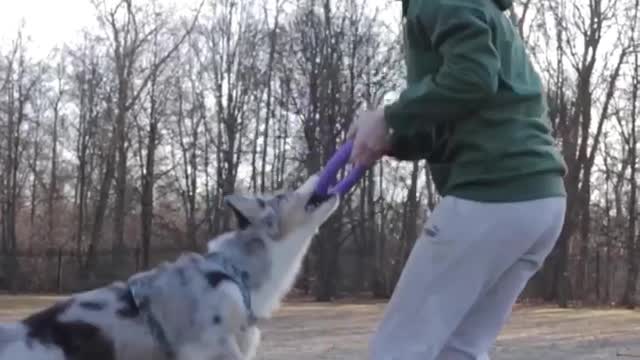 Playful dog makes push-ups impossible for his very patient owner