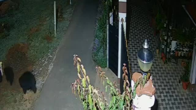 #Shorts | Baby Bears Spotted Taking A Midnight Walk | Bears Videos | Latest News | CNN News18