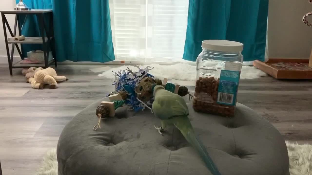 How This Parrot Reacts To His Favorite Toy Will Melt Your Heart