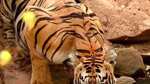 Tiger Drinking Water.