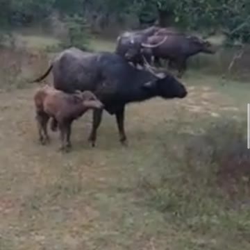 the leopard attacked the buffalo calf