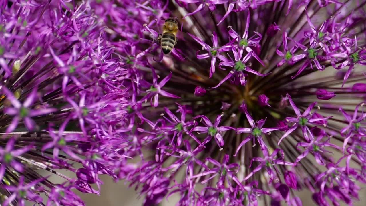 Bee flying with flowers