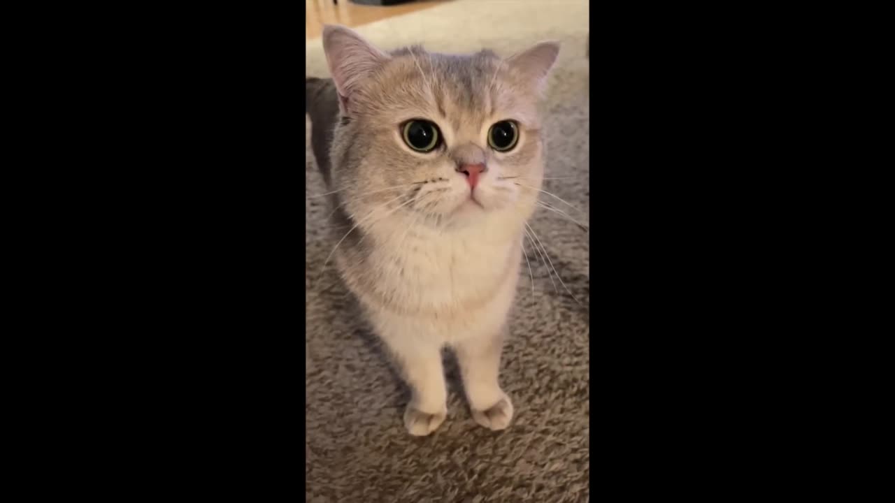 The Cutest Cat on the Internet? Cash's Meows Will Melt Your Heart!